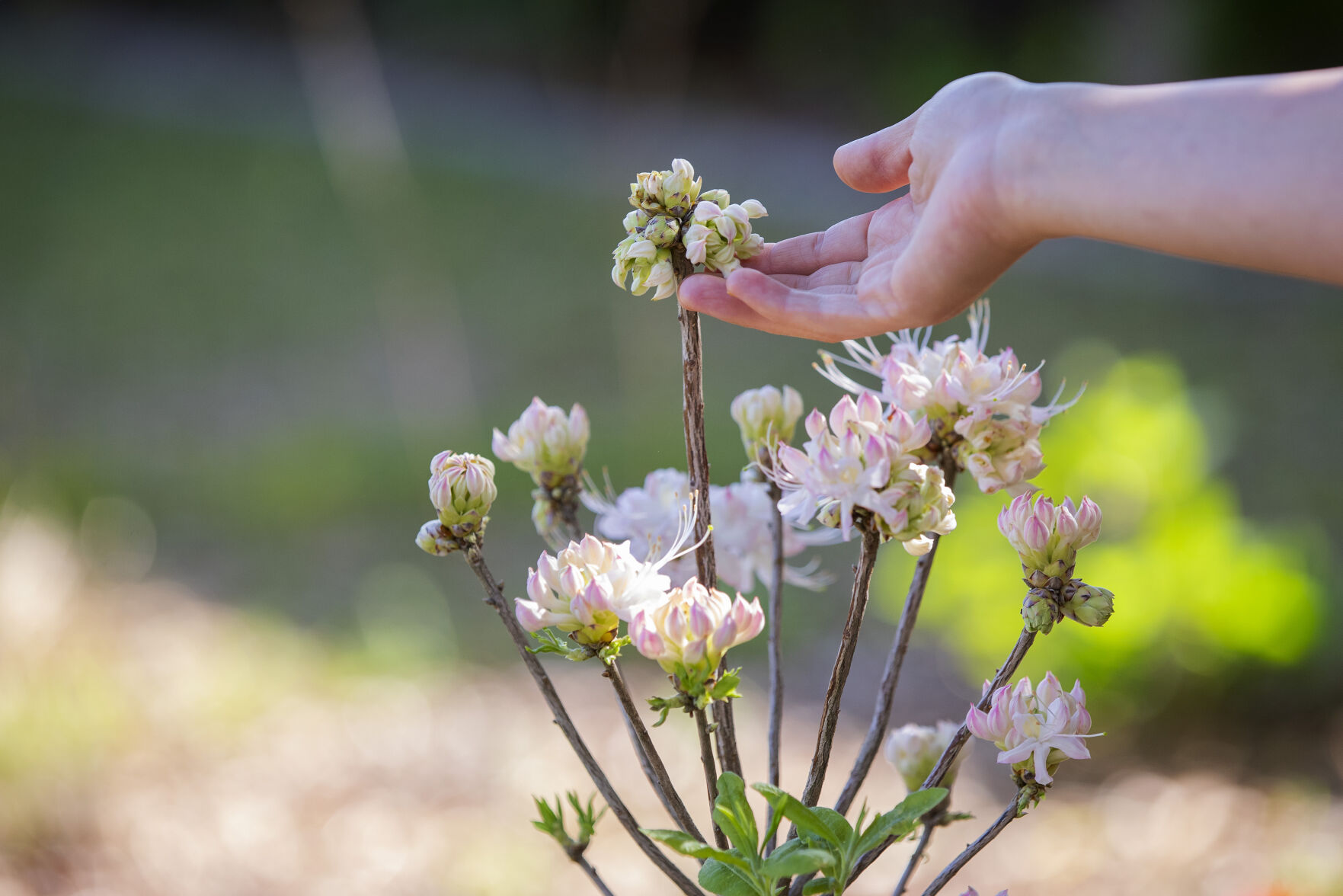 native azaleas.jpg